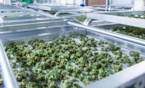 2025 Trend Developments in California’s Cannabis Market