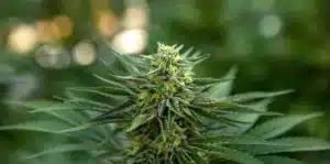 weed like change