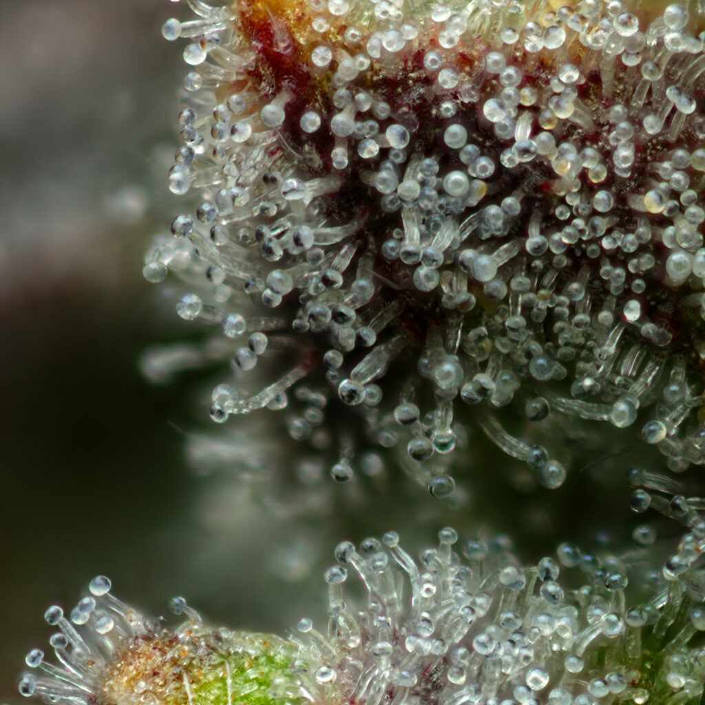 A high quality image, zoomed in to show the terpenes of the flower.