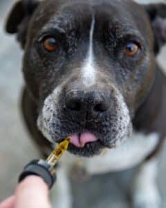 Cannabis and Pets: What are the Benefits?