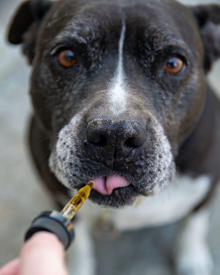 Cannabis and Pets: What are the Benefits?