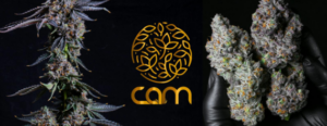 Cannabis Artisinal Medicine