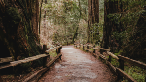 Weed Delivery Marin County